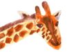 giraffe-aquarell